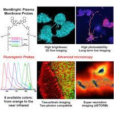 A trace amount of non igg proteins was not isolated and remained in this precipitate. Membright A Family Of Fluorescent Membrane Probes For Advanced Cellular Imaging And Neuroscience Sciencedirect