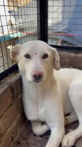 Dharamsala Animal Rescue