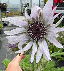 Image result for Berkheya