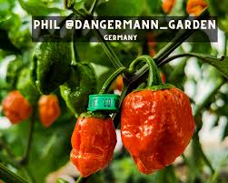 Give them full sun just like they'd have in their native tropics. Phil On Growing Chili Peppers With Hydroponics Craft Hot Sauce Podcast