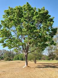 Image result for Khaya