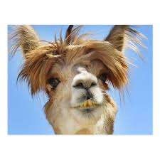 Crazy Hair Alpaca Postcard Zazzle Com Llama Pictures Funny Animals Llama