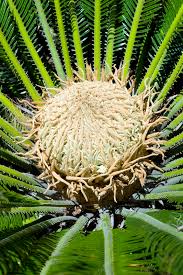 Image result for Cycas