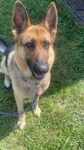 Adopting a calm and playful pup in Rome