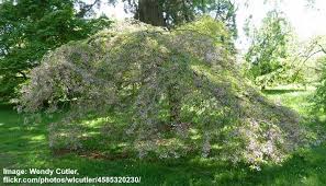 We did not find results for: Dwarf Or Small Cherry Blossom Trees With Pictures With Care Guide