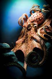 Octopuses You Can T Even Believe Are Real Giant Pacific Octopus Deep Sea Creatures Ocean Creatures