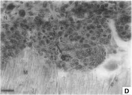 Image result for Cyperus longicarpus