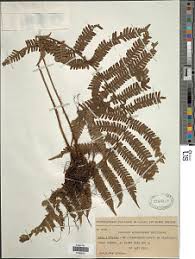 Image result for Ctenitis cirrhosa