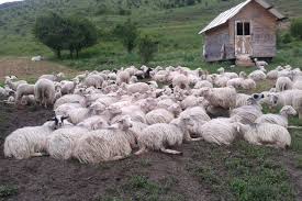 We did not find results for: Idei De Afaceri Sarda Rasa Italiana De Oi De Lapte Pe Care A Mizat Un Crescator Din Mures Stiriagricole Ro