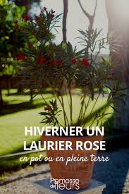 C'est une plante d'orangerie au même titre que le jasmin, la bougainvillée, le figuier ou encore le citronnier. Hiverner Un Laurier Rose En Hiver Promesse De Fleurs