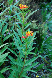 Image result for Asclepias foliosa
