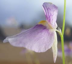 Image result for Utricularia appendiculata