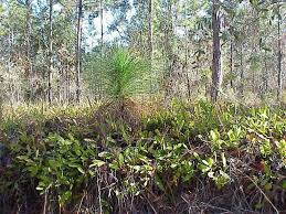 Image result for Ficalhoa laurifolia