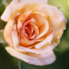 15 Varieties Of Roses To Consider For Your Garden