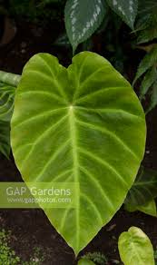 Image result for Remusatia