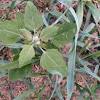 Planting native michigan species creates biodiversity and supports local wildlife. Https Encrypted Tbn0 Gstatic Com Images Q Tbn And9gcrful4umutpyycfofhsfwk74a Nulw8ywrddtujb2dgdq7qbuwu Usqp Cau