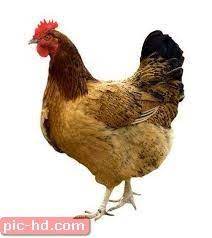 صور الدجاج فوائد لحوم وبيض الدجاج Laying Chickens Breeds Chicken Breeds Chicken Bird