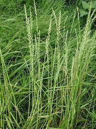 Image result for Lolium multiflorum