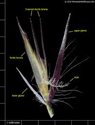 Image result for Mellera lobulata