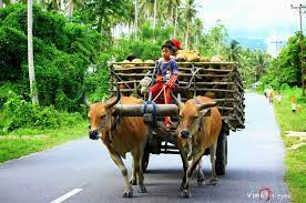 15 Alat Transportasi Darat Laut Udara Gambar Tradisonal Modern The Book