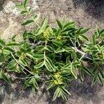 Image result for Pyrostria phyllanthoidea