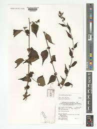 Image result for Triumfetta pilosa