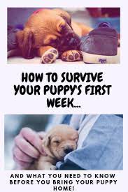 Bringing Your New Puppy Home The First 48 Hours Wag The Pup Puppy Training Puppy Proofing Getting A Puppy