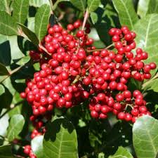 Image result for Triraphis schinzii