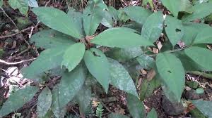 Image result for Ardisia staudtii