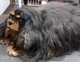 Cavalier King Charles Icin Minik Bakim Tuyolar