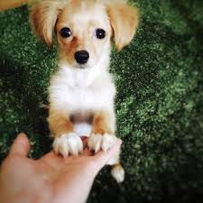 犬が前足で「おいでおいで」ポーズをする３つの心理 | わんちゃんホンポ