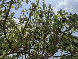 Image result for Aleurites