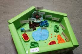 How To Create 3d Plant Cell And Animal Cell Models For Science Class Plant Cell Model Cell Model Project Cells Project