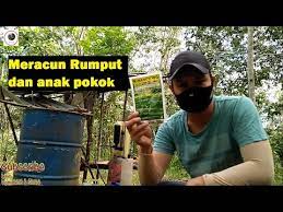 Cara meracun rumput membasmi rumput mematikan rumput liar. Meracun Rumput Dan Anak Pokok Di Kebun Youtube