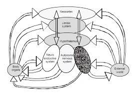Sympathetic Nervous System And Pain