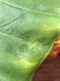 How to kill mites on an indoor palm tree. Step By Step Guide On Killing Spider Mites