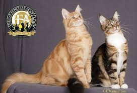 Lifting up the hair you can see the true length of your cat's legs. Maine Coon Cat The Cat Fanciers Association Inc