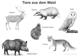 Kostenlose ausmalbilder zu waldtieren für die grundschule. 39 Wald Tiere Bilder Besten Bilder Von Ausmalbilder