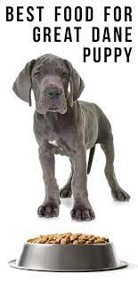 Your pup is going to grow at a rapid speed and it's important that you provide finding the right dog food for your pup is easier than you think. Best Food For A Great Dane Puppy Help Him Grow Big And Strong