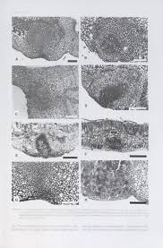 Image result for Pteleopsis anisoptera