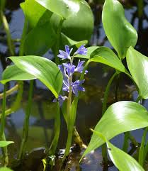 Image result for Monochoria