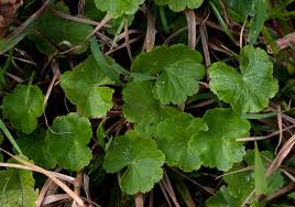 Image result for Hydrocotyle mannii