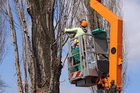 We then recommend the best treatment options for the disease or pest infestations. Tree Trimming Tree Service Columbus Tree Service Columbus Ohio