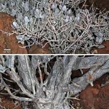 Image result for Petalidium englerianum