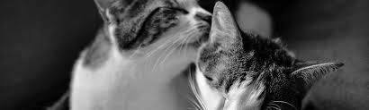 6955 madison ave, indianapolis, in 46227. Companion Animal Hospital Your Madison Vet