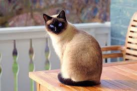 Their nose leather and paw pads are slate. Flame Point Siamese Cats 101 Personality And Physical Appearance
