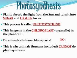 Maybe you would like to learn more about one of these? Do Now 1 What Organelle Is Responsible For Photosynthesis Ppt Download