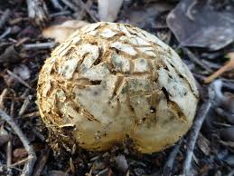 Image result for Scleroderma cepa