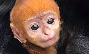 Capuchin monkeyxander meets a baby black capuchin monkey over the weekend. Adorable Baby Monkey Unveiled At Philadelphia Zoo With Video Pennlive Com