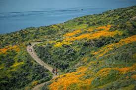 Send stunning bouquets & curated plants fit for any occasion. California Wildflowers How To Catch The Spring Blooms The New York Times
